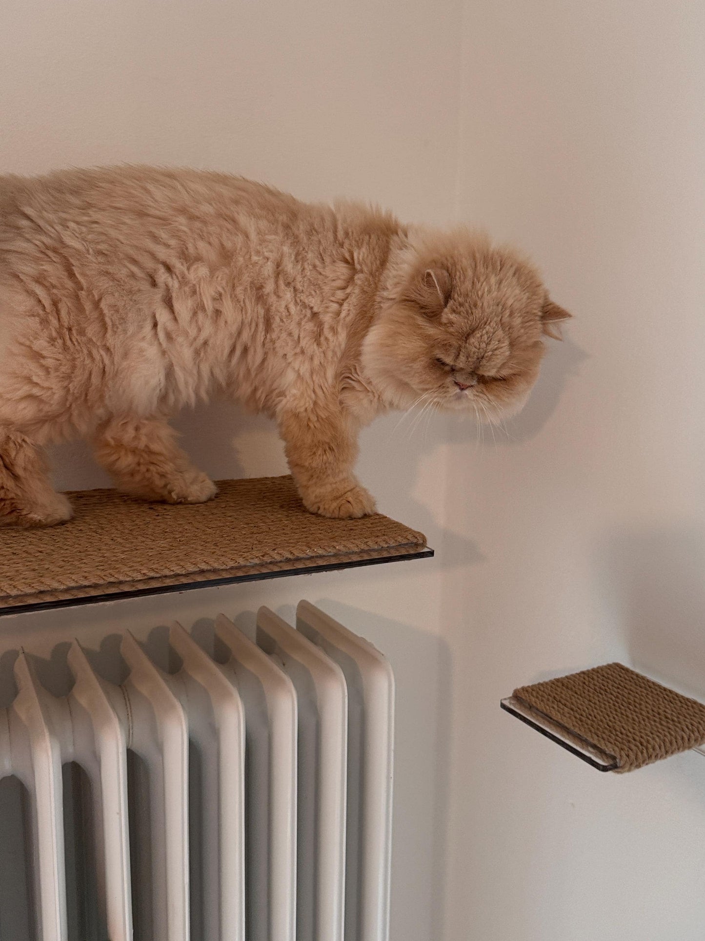 Wall-mounted cat bed, cat sleeping shelf