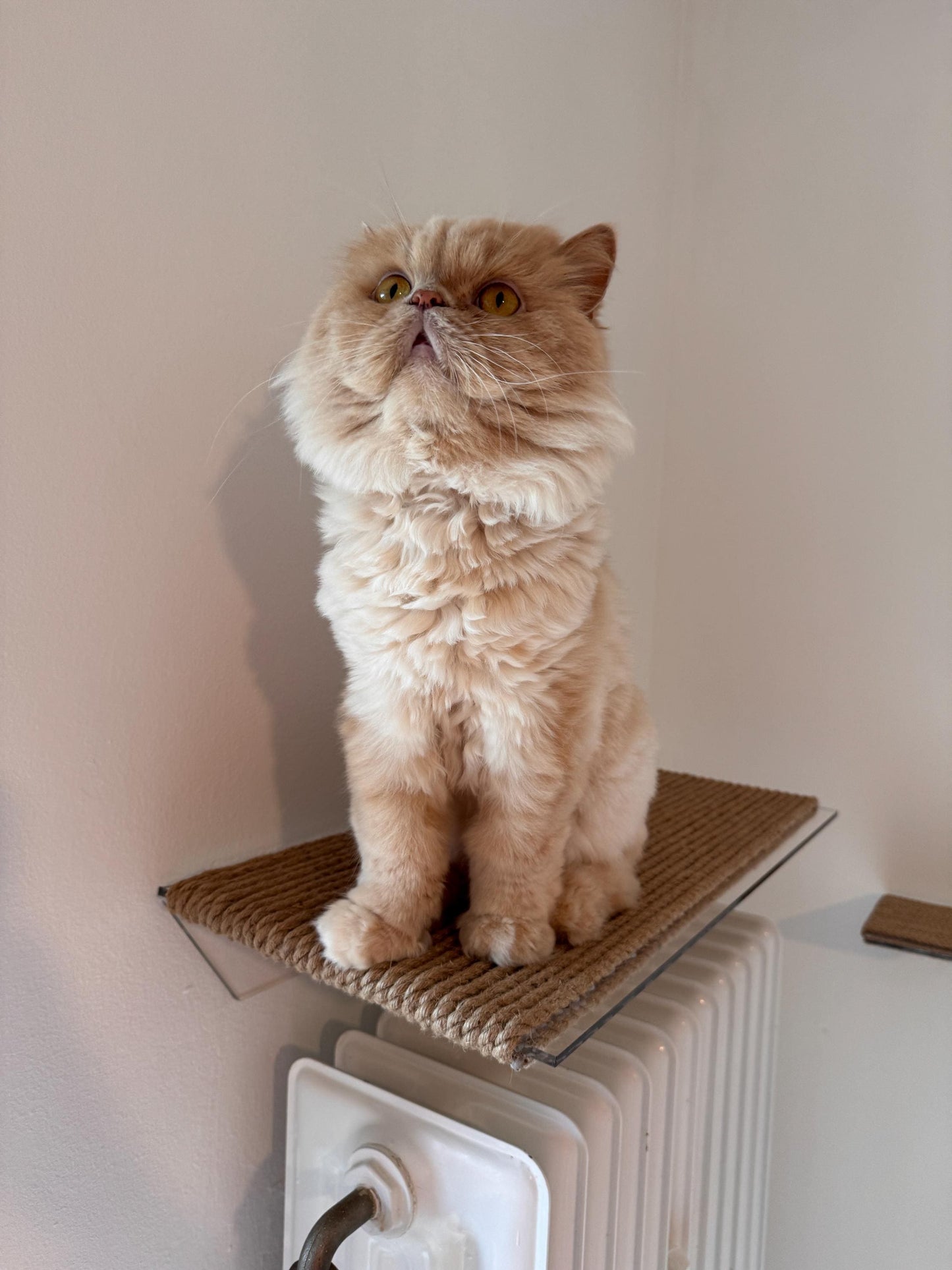 Wall-mounted cat bed, cat sleeping shelf