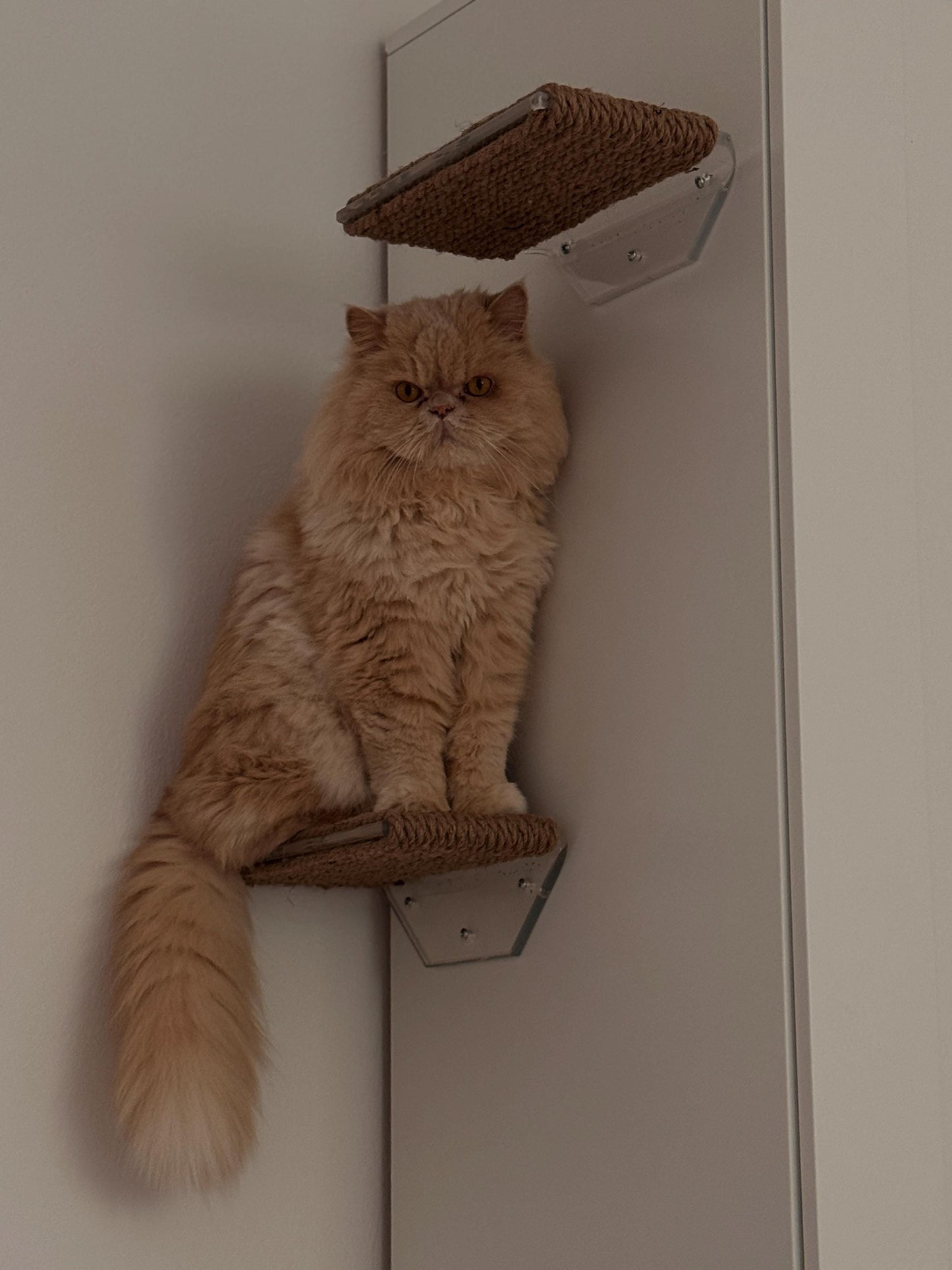 Wall mounted cat shelf, Wall-mounted cat bed, pet steps