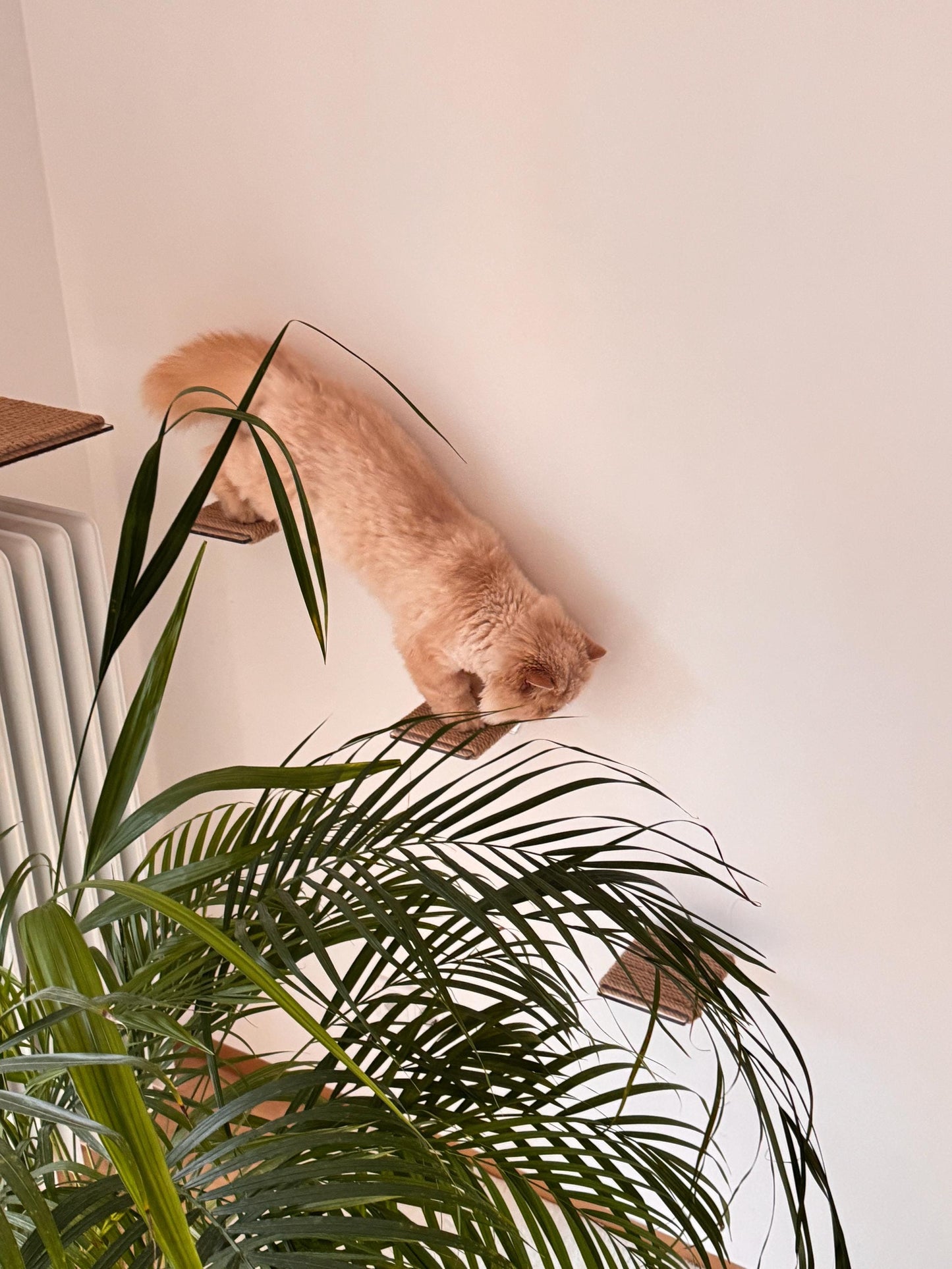 Levitating cat shelf, cat steps on the wall, cat ladder on the wall