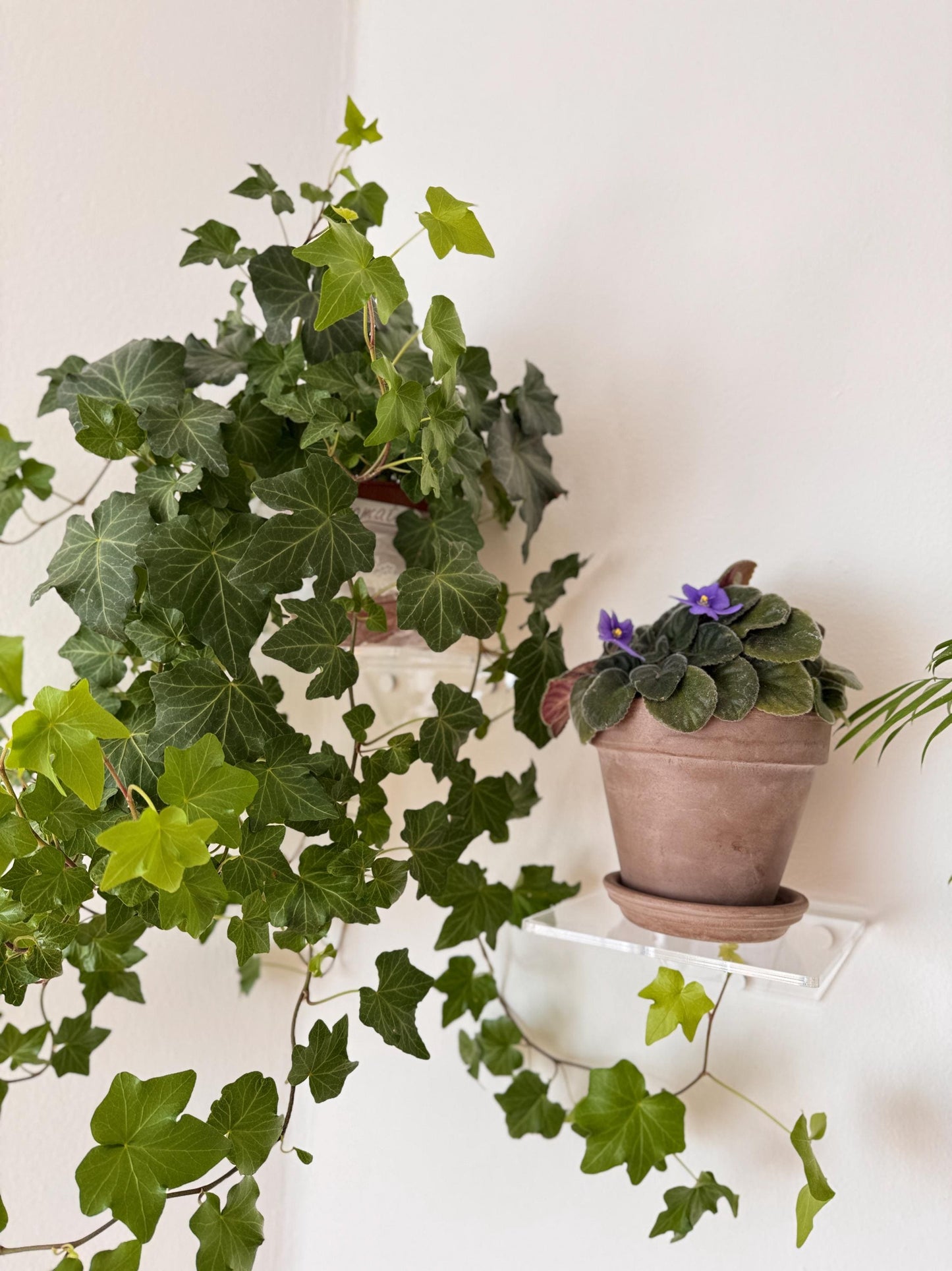 Set of three wall-mounted floating shelves made of clear acrylic, shelves for books, plants, cosmetics and wall decor