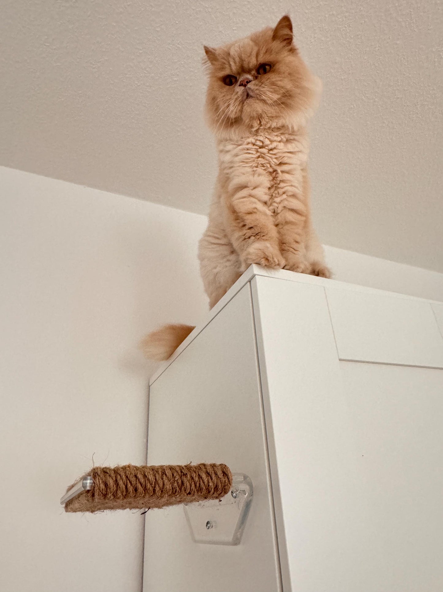 Wall mounted cat shelf, Wall-mounted cat bed, pet steps