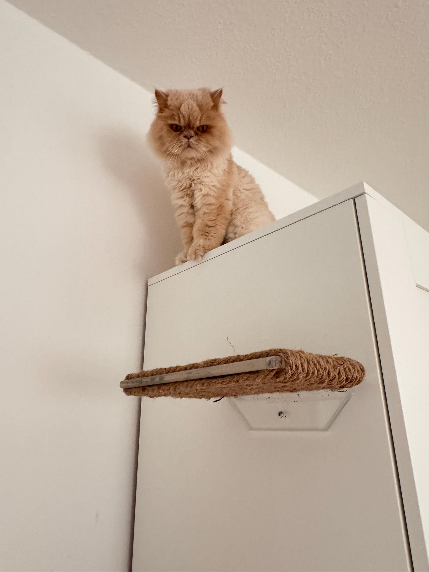 Wall mounted cat shelf, Wall-mounted cat bed, pet steps