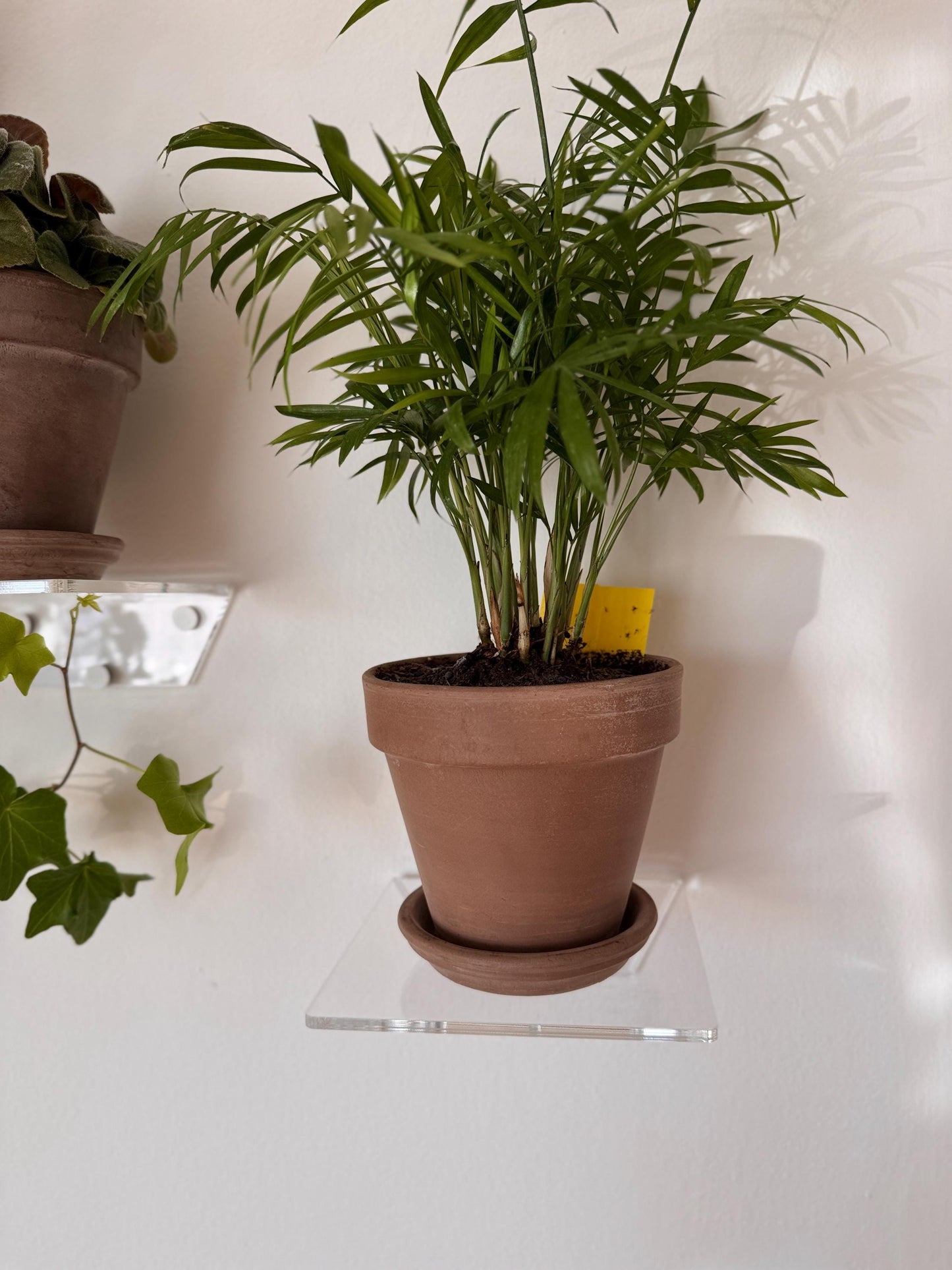 floating acrylic wall shelf, shelves for flowers and decor
