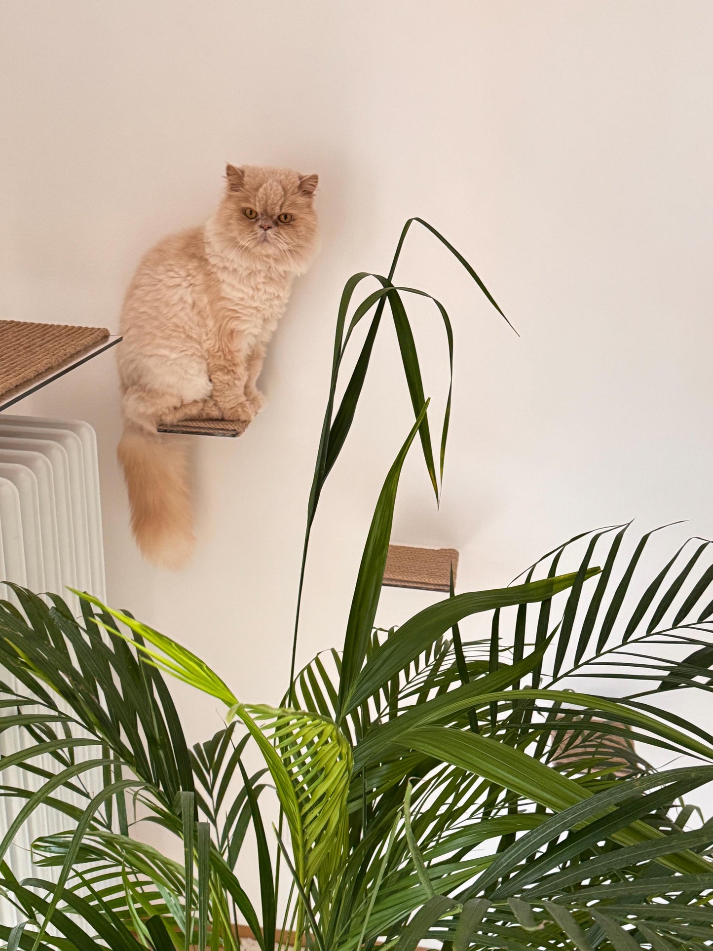 Levitating cat shelf, cat steps on the wall, cat ladder on the wall