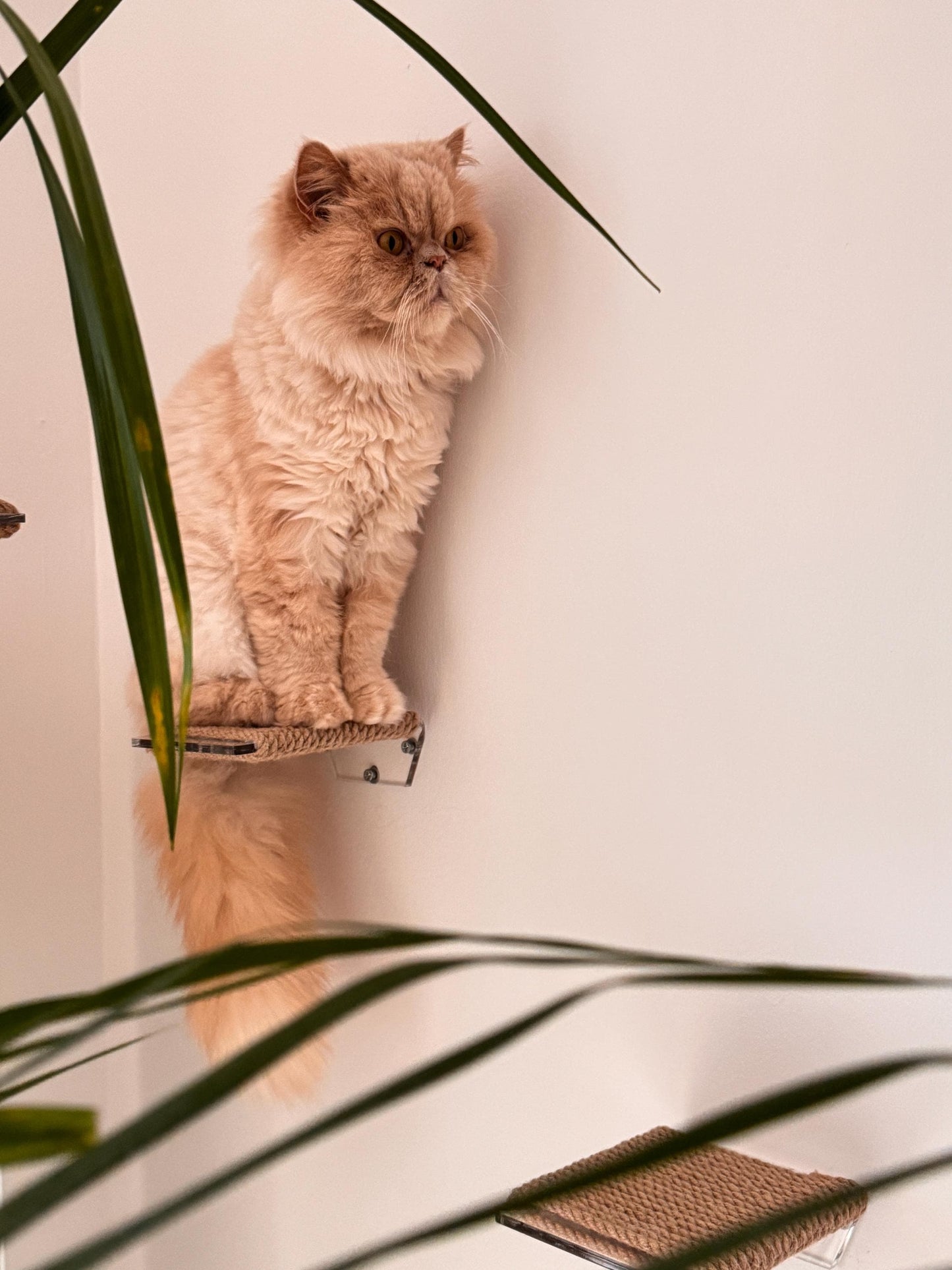 Levitating cat shelf, cat steps on the wall, cat ladder on the wall