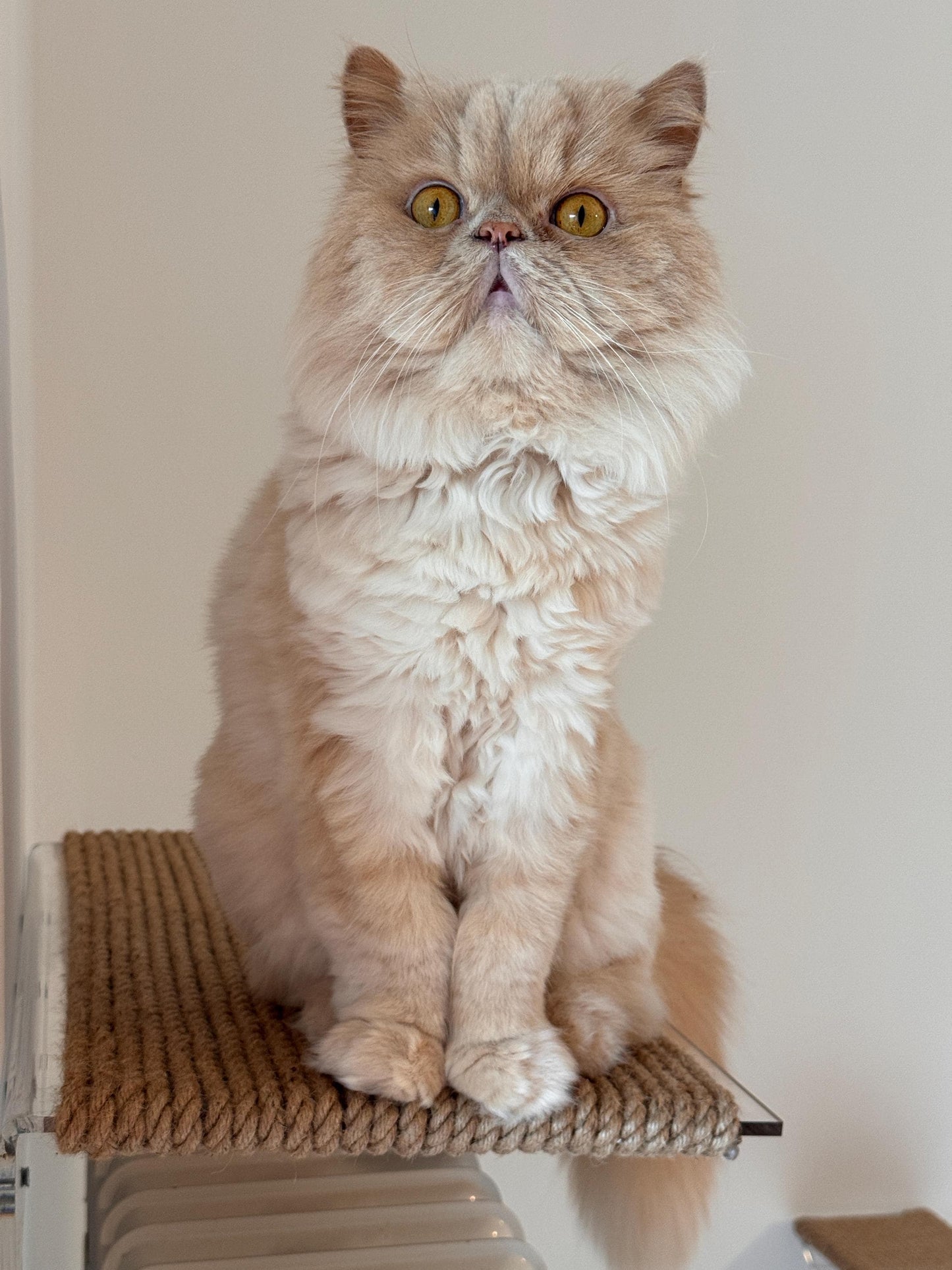 Wall-mounted cat bed, Large cat shelf