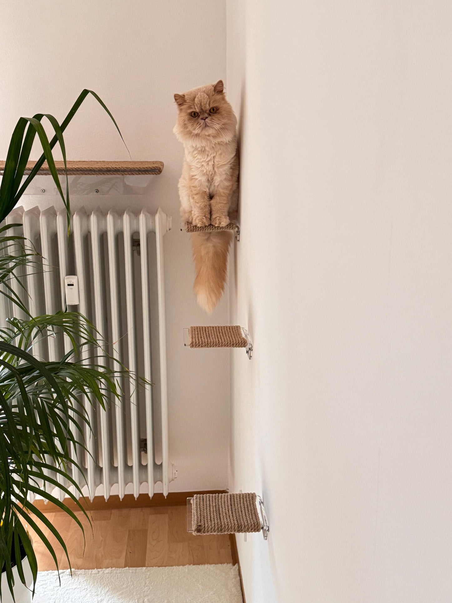 Levitating cat shelf, cat steps on the wall, cat ladder on the wall