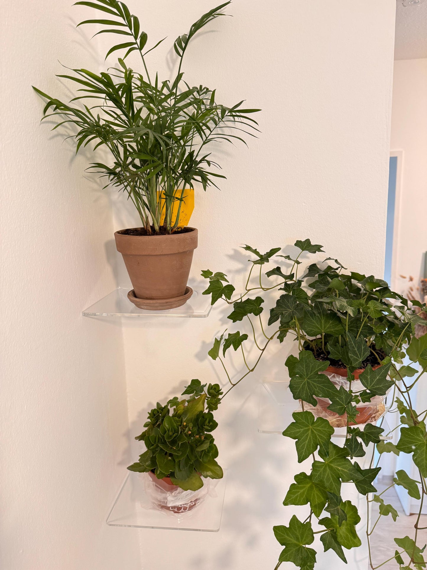 Floating shelves for books or plants. For bathroom cosmetics. Transparent shelves for cups or decor. Set of 3 shelves. Wall shelves.