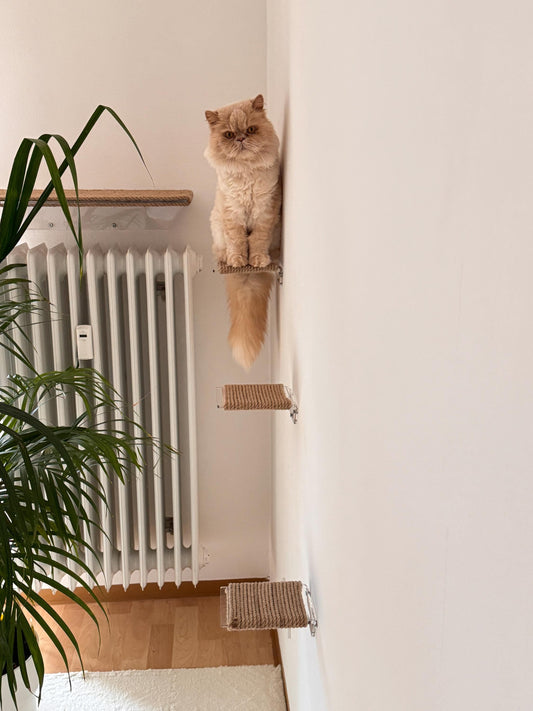 Levitating cat shelf, cat steps on the wall, cat ladder on the wall