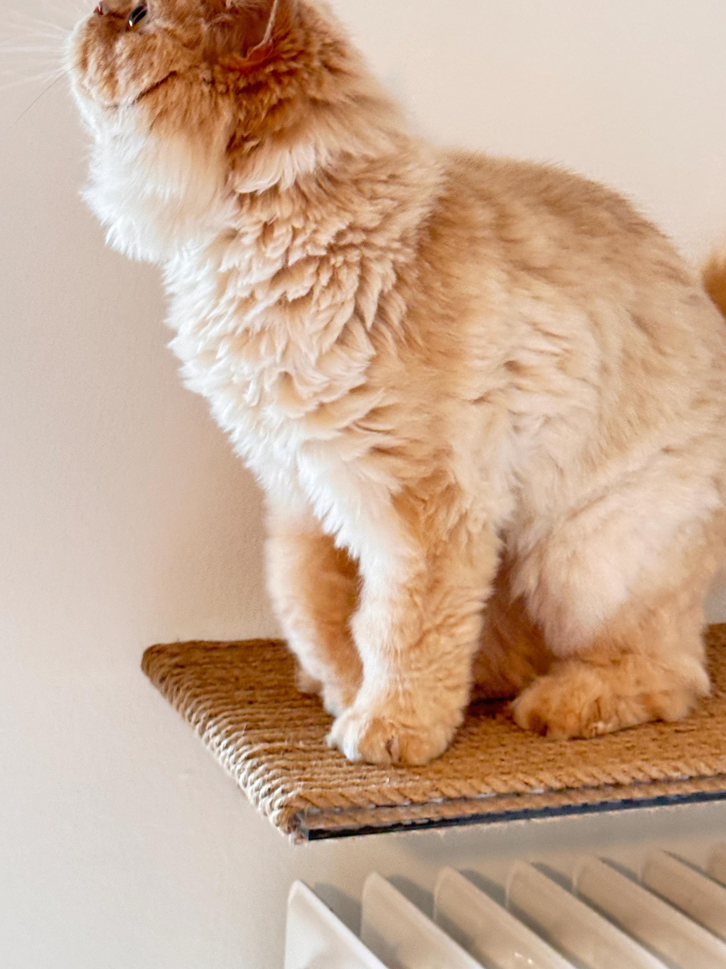 Large Wall Mounted Cat Shelf Scratching Post Cozy Climbing and Lounging Spot for Cats