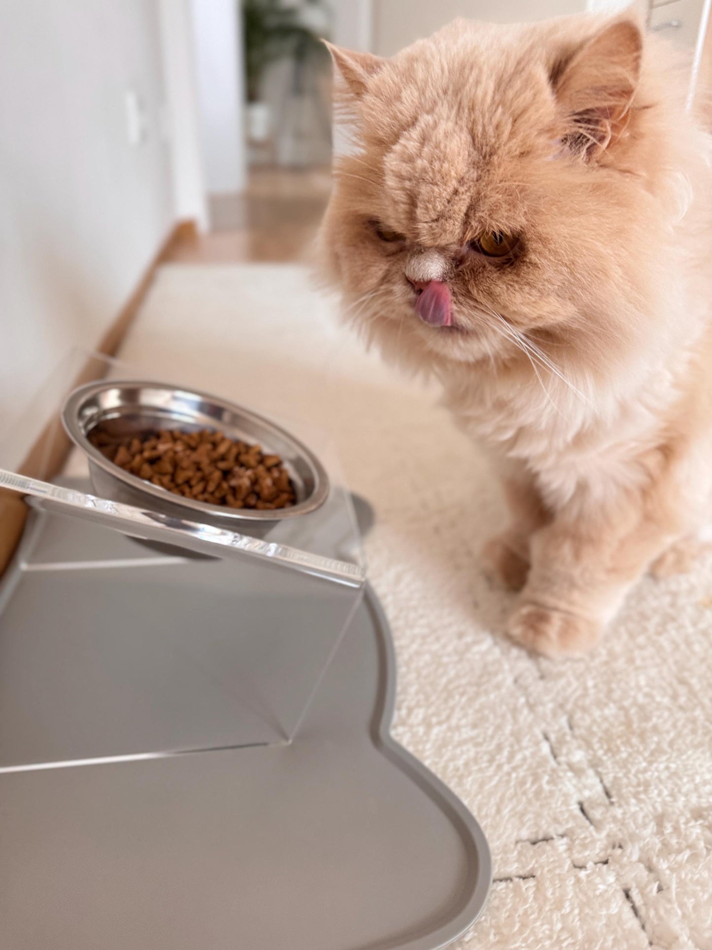 Transparent Acrylic Elevated Pet Bowl Stand Slanted Single Feeding Station for Cats and Small Dogs Clear Raised Feeder