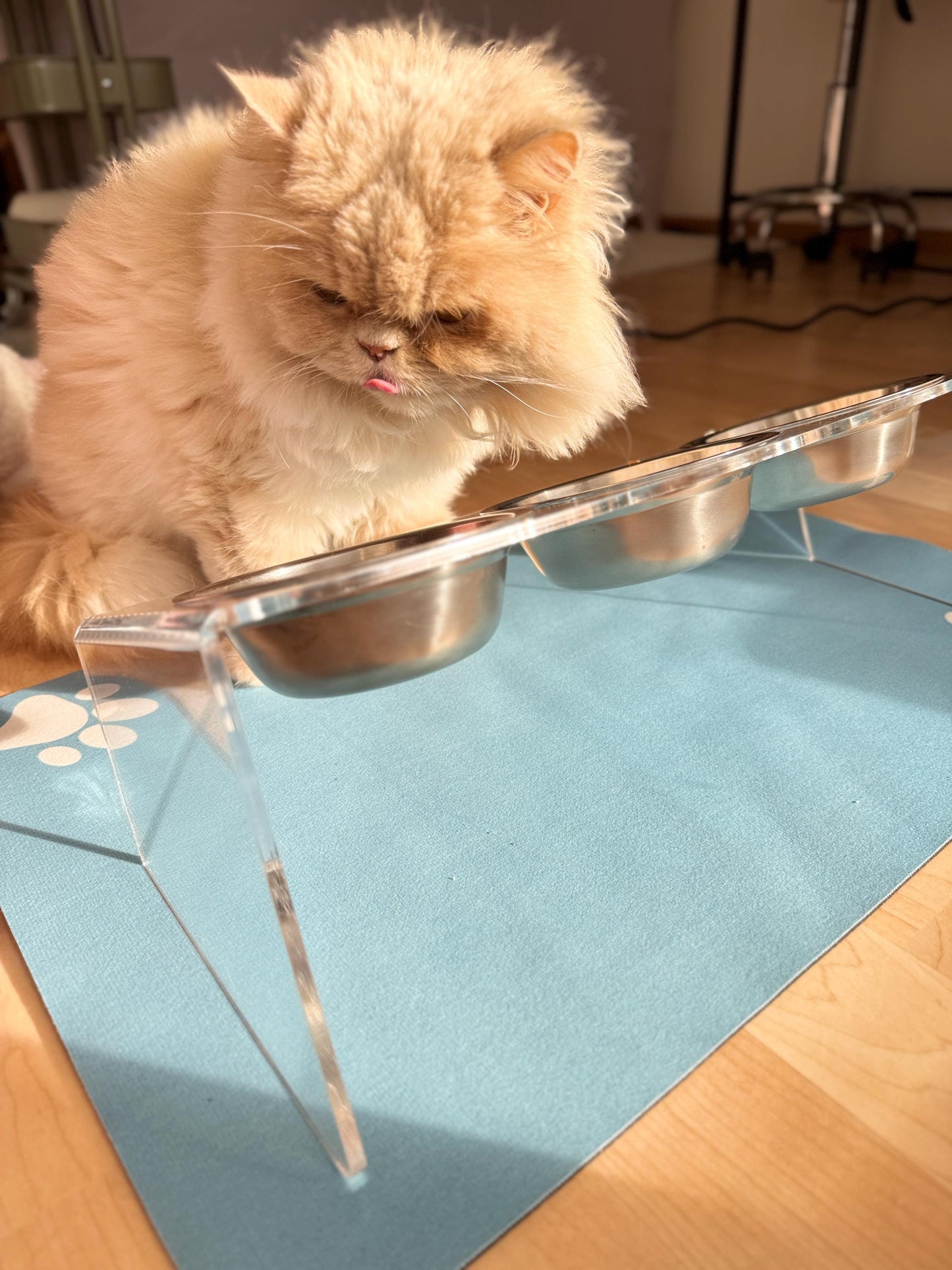 Transparent Acrylic Elevated Triple Pet Bowl Stand Slanted Feeding Station for Cats and Small Dogs Modern Clear Raised Feeder